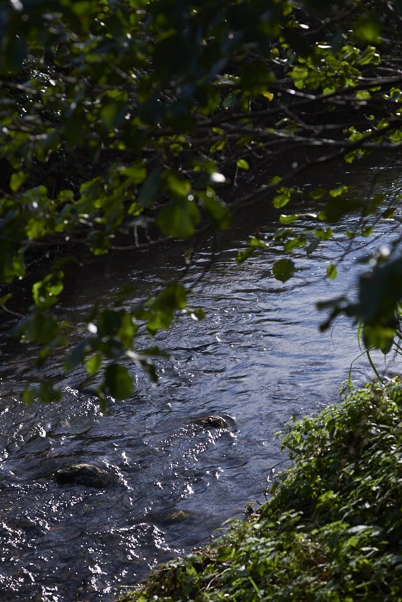 DSC_4853.jpg