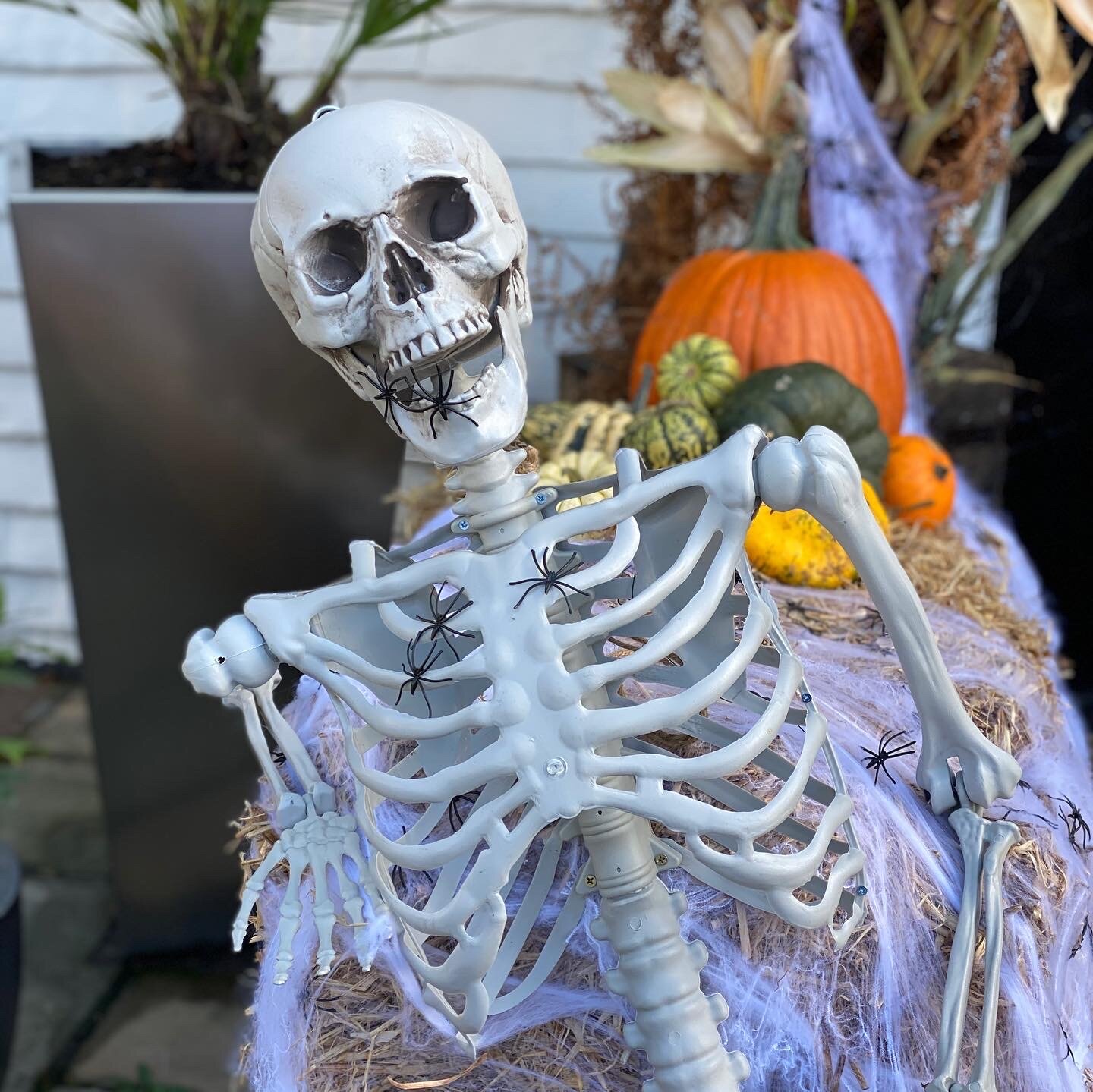 Event Design - Halloween.jpeg