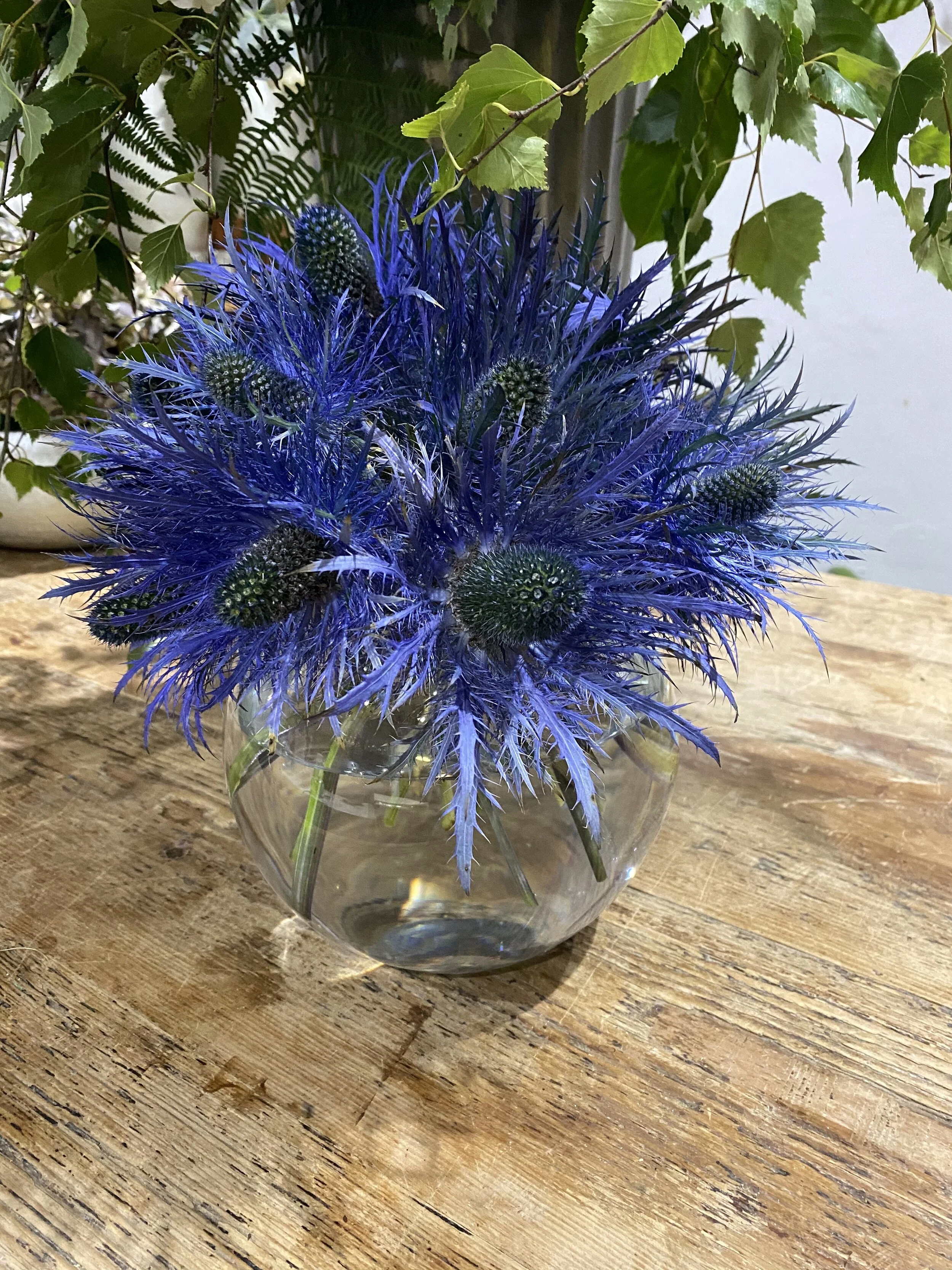 bluethistle.jpg