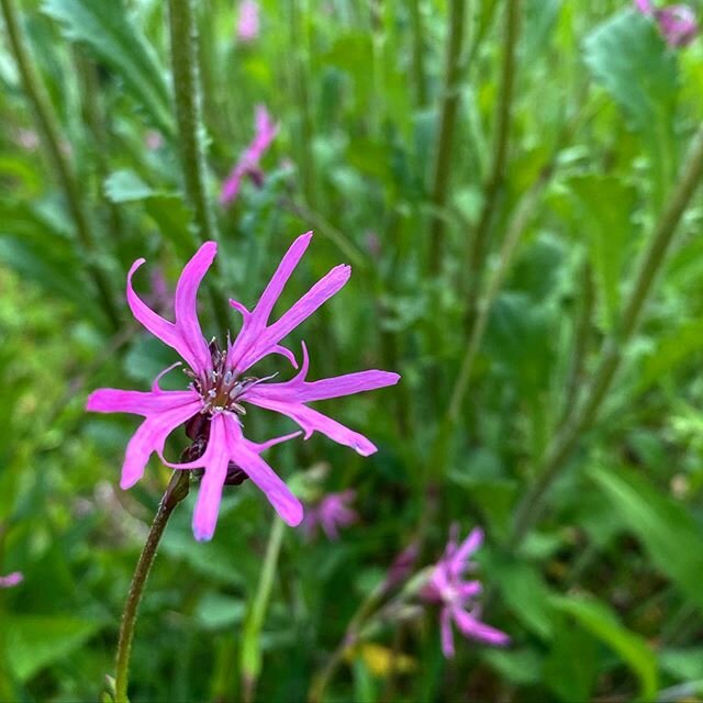 Ragged Robin #lychnisfloscuculi