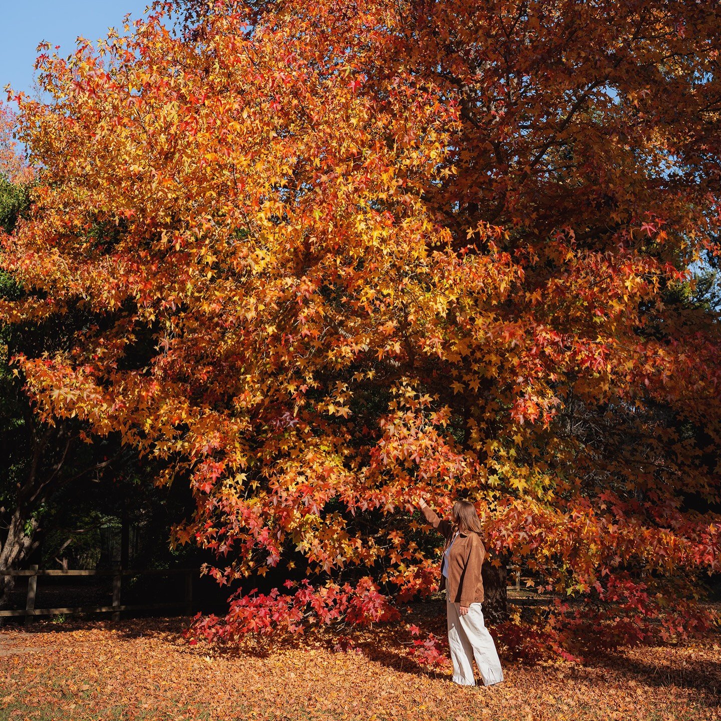 Are you after a picturesque Autumn getaway? 
🍁🪵✨🍂☕️🌲

Don&rsquo;t miss the opportunity to bring your family to Bright this Autumn and experience these stunning colourful leaves 😌 

All bookings can be made online or get in contact 

Email: stay@