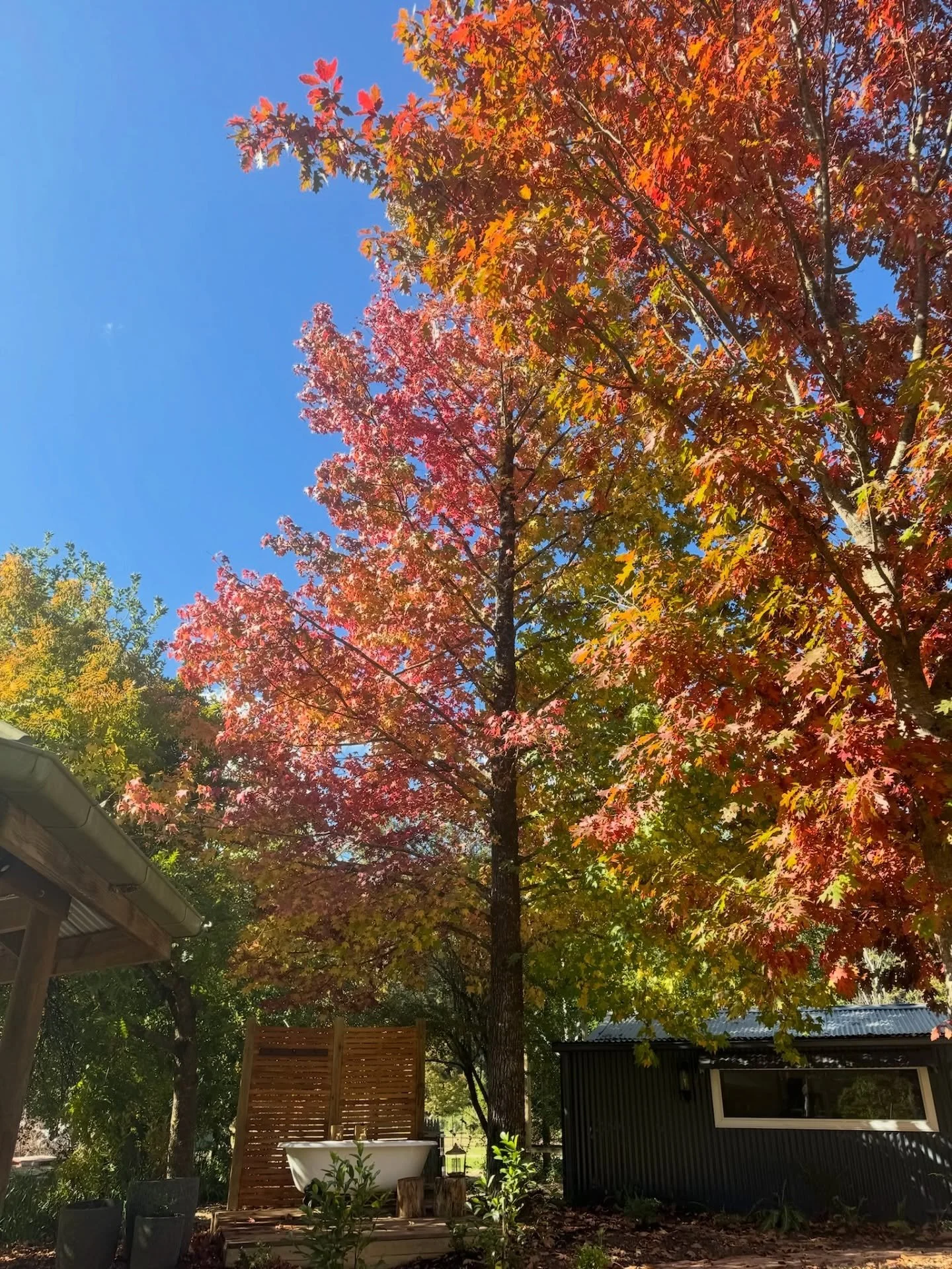 Changing of the seasons 🍂💫🍁
We cannot wait for the leaves to turn at Upon a Star 🌟