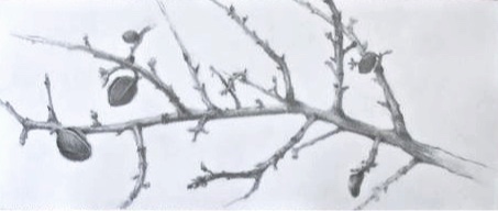 Almond Branch (Winter)