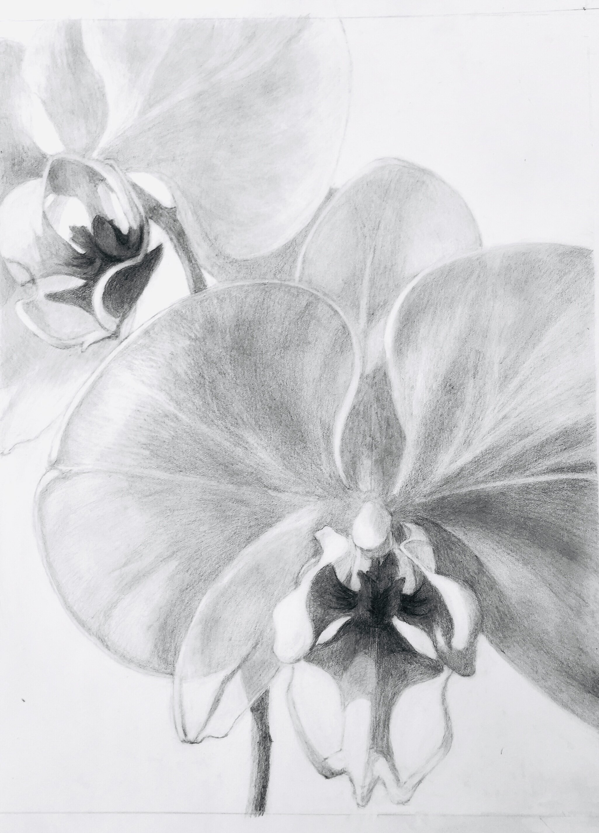 Moth Orchids (Phalaenopsis) 14” x 10”