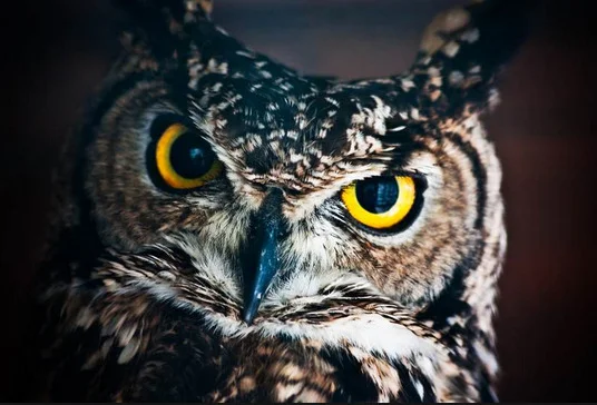 owl.png