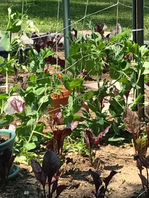 garden 4.jpg