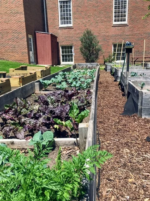 Fresh Greens from the Garden!