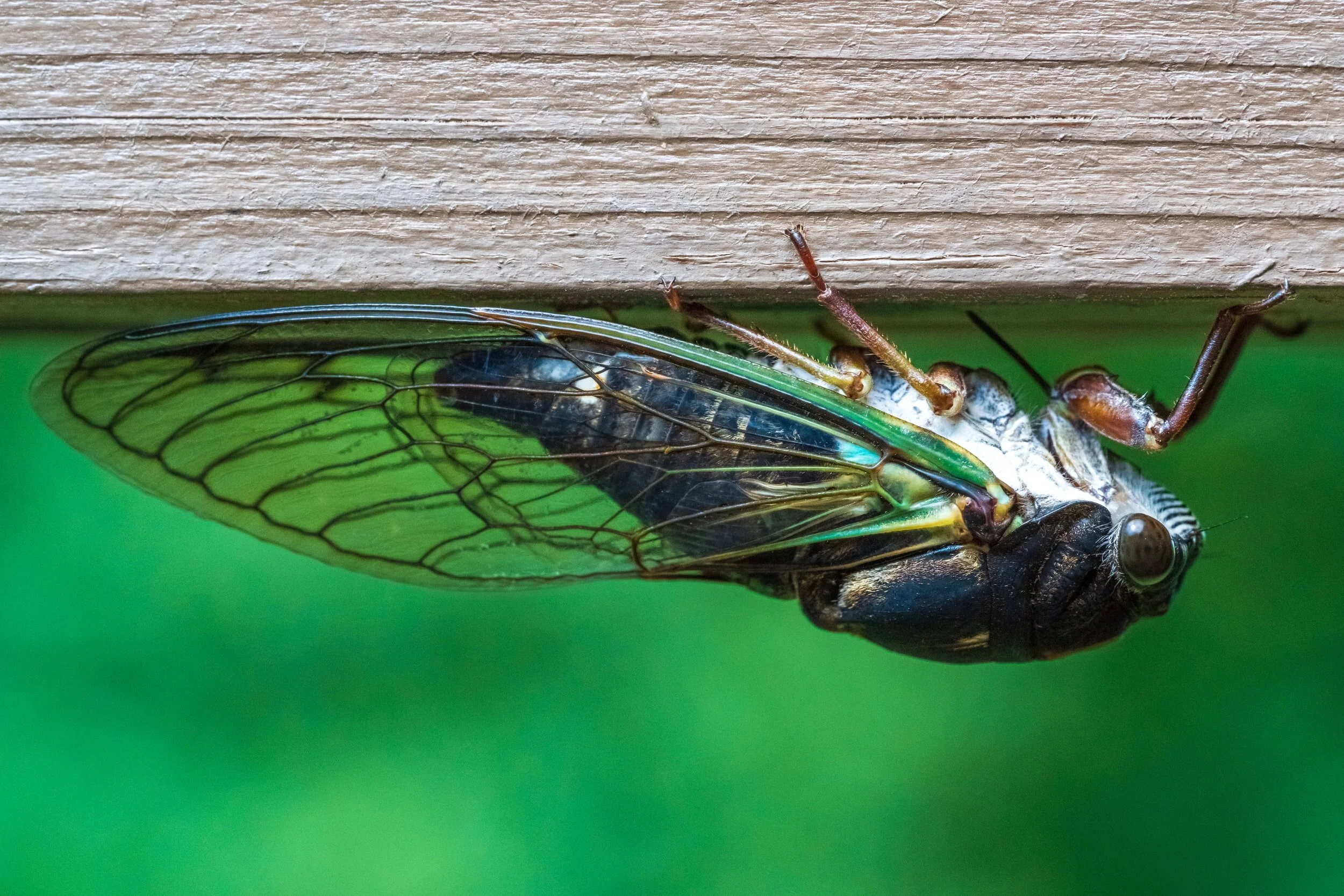 Inside the Clinic: The Cicada Edition