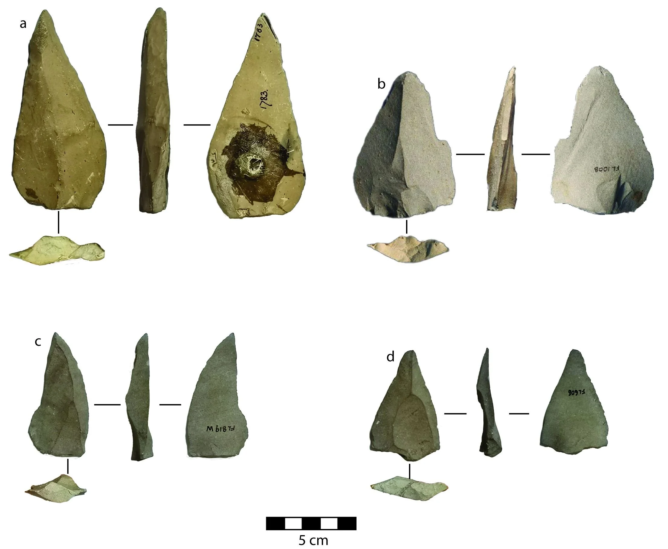 Surviving the drylands: Stone tools as evidence of early social networks