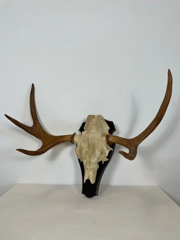 Vintage Wall Mounted German Deer Taxidermy