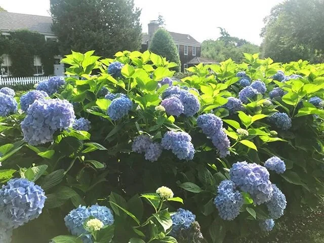 Ready for Summer!
#aihamptons, #hydrangeas, #summertime, #sagharbor, #sagharborvillage