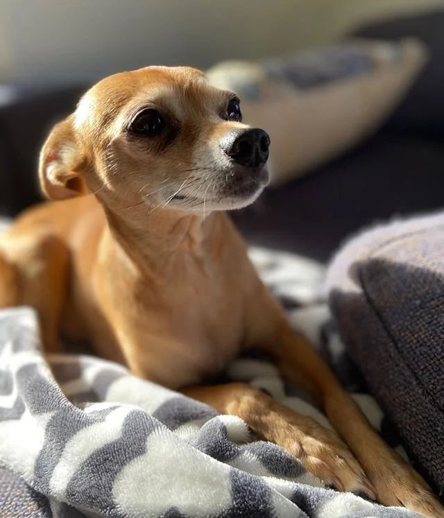 Julep in her glory, basking in the sun #aihamptons #julep #chihuahua