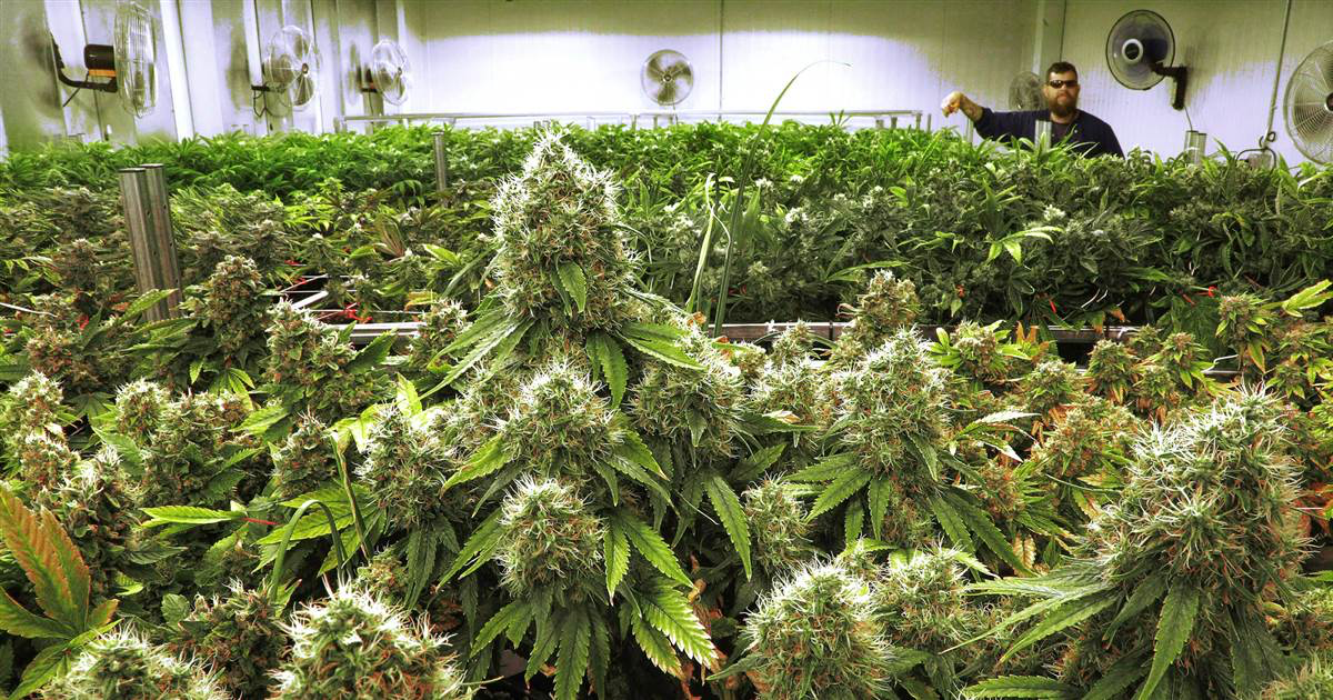 Oklahoma City Medical Marijuana Attorney — Diver Law Firm