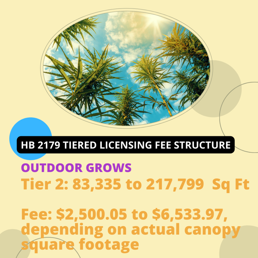 Outdoor-Grower-Tier-2-Oklahoma-Medical-Marijuana-Attorney-Stephen-Cale-Law-Office-1024x1024.png