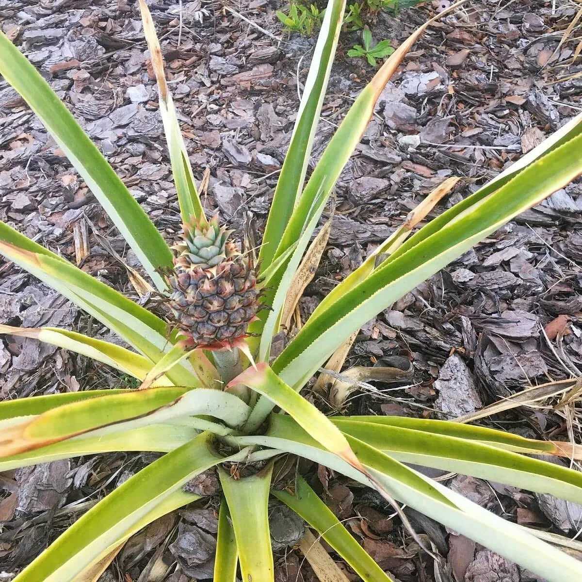 How To: Grow A Pineapple