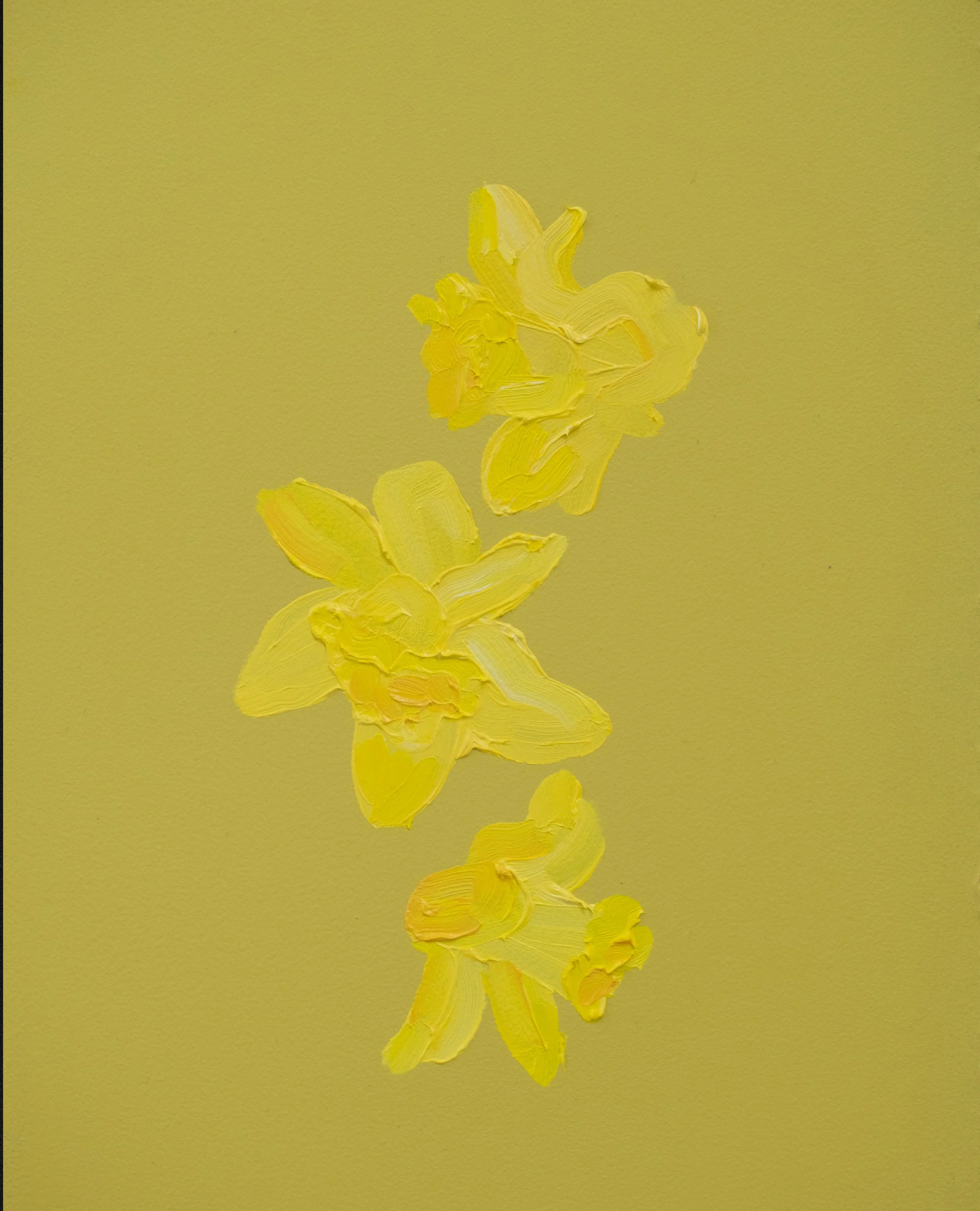 DAFFODILS_YELLOW_cal.jpg