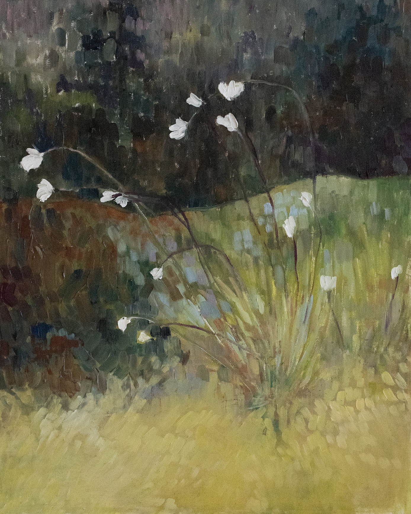 CopyrightCarolynMisterek26cottongrass.png