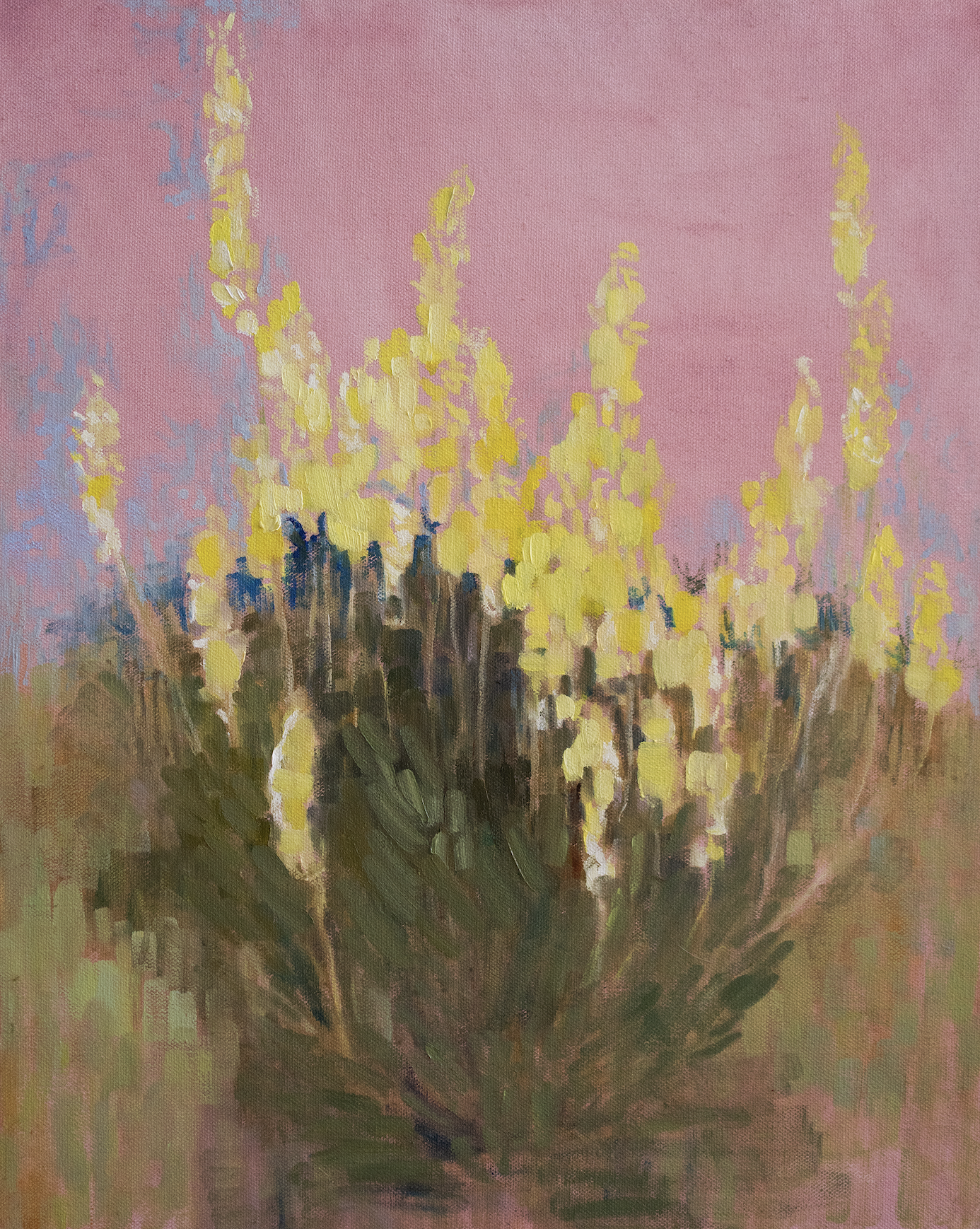 CopyrightCarolynMisterek26yellowgentian.png