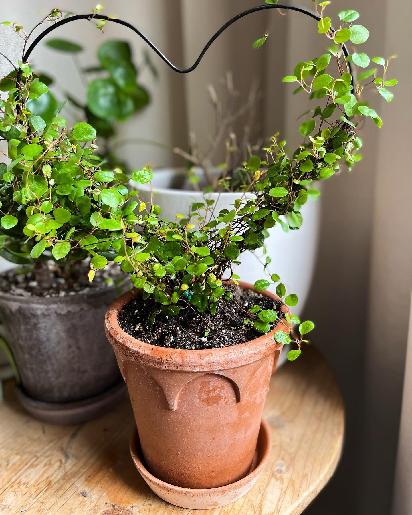 Sunday mornings are for tending to our cutie house plants 🫶🏻🌿