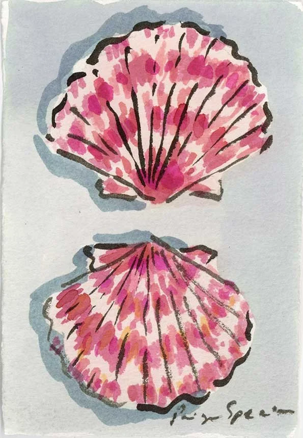Gasparilla shells.jpg