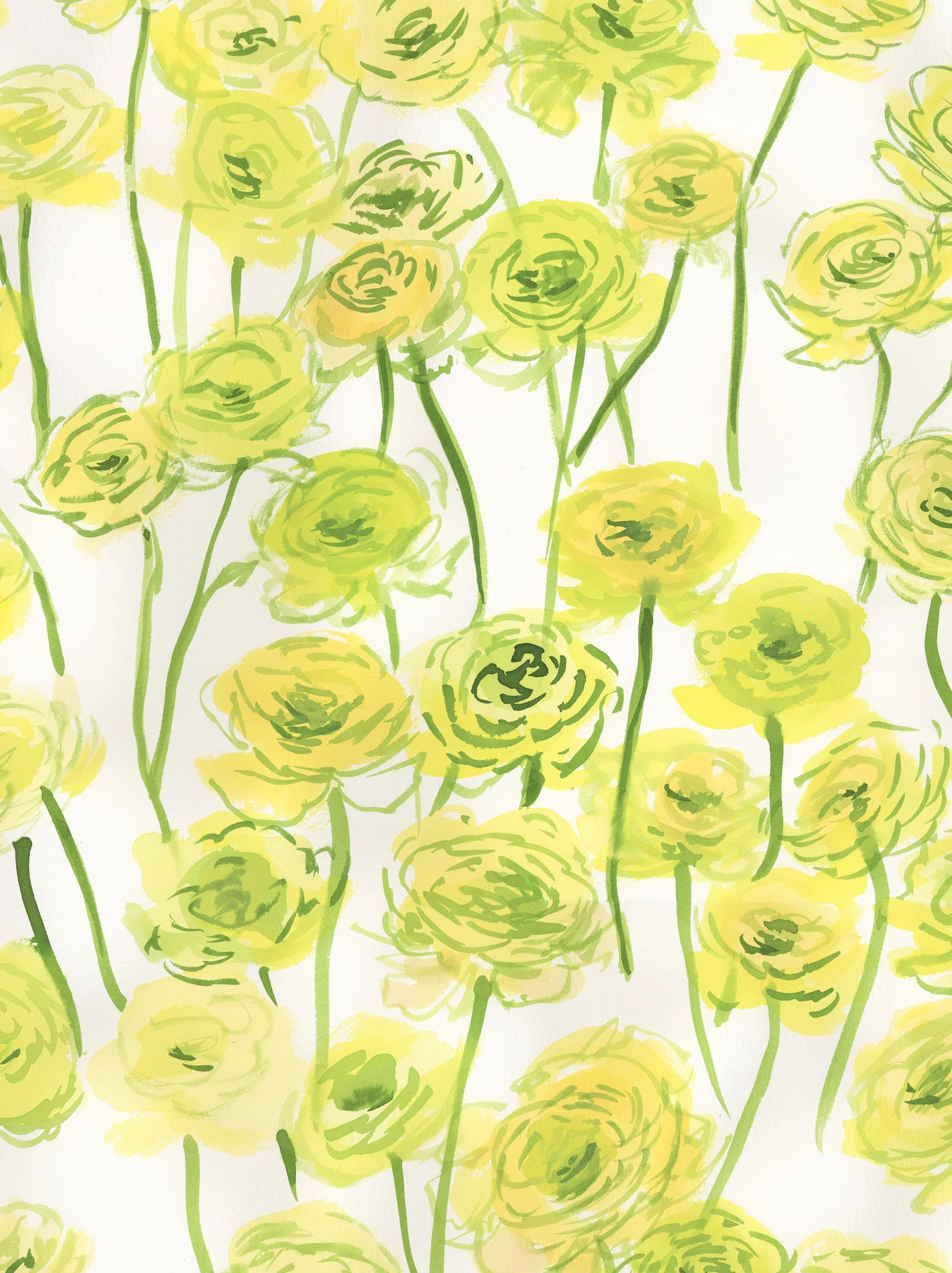 Yellow Ranunculus, Ekelund Studio