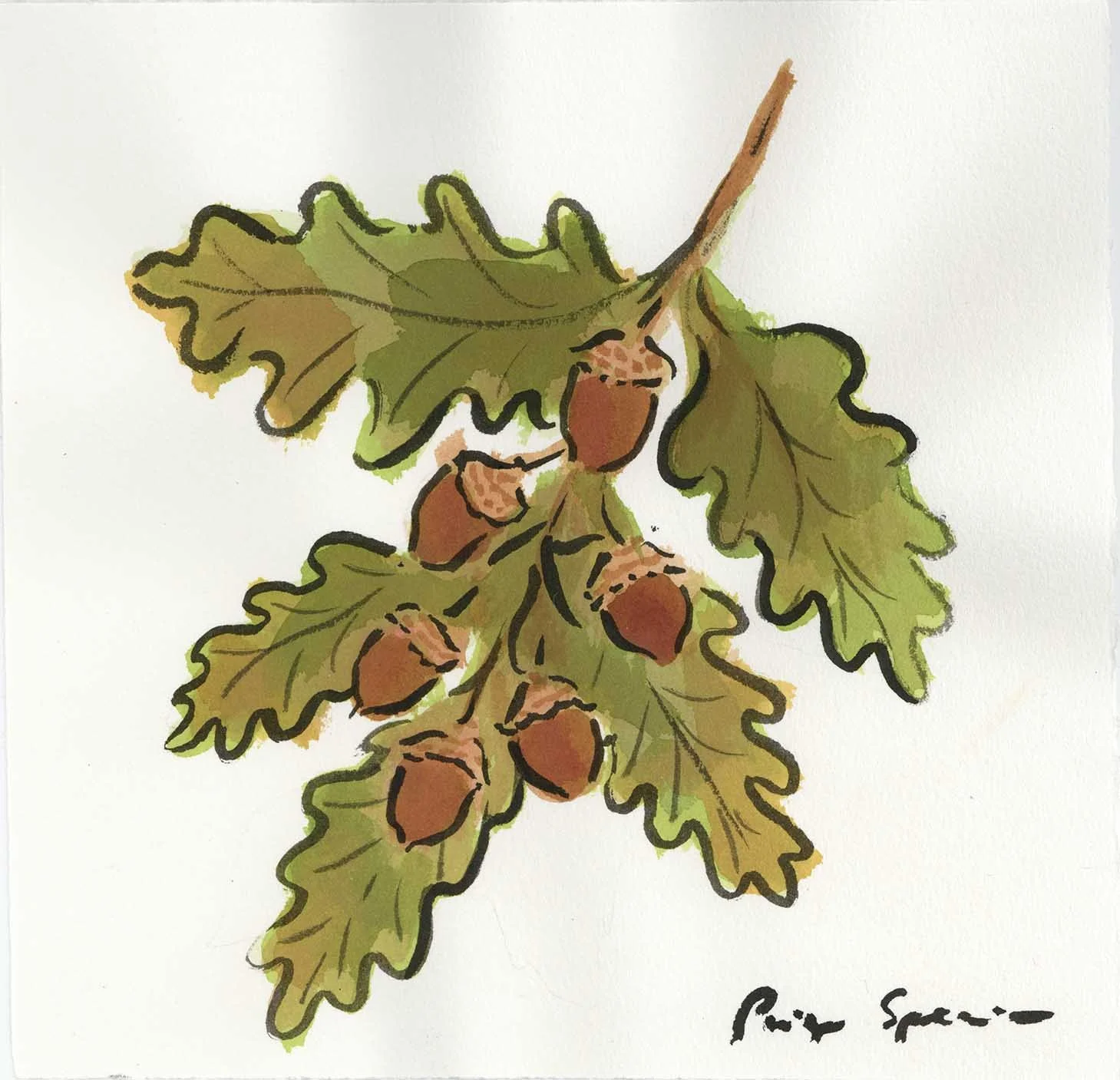 acorns.jpg
