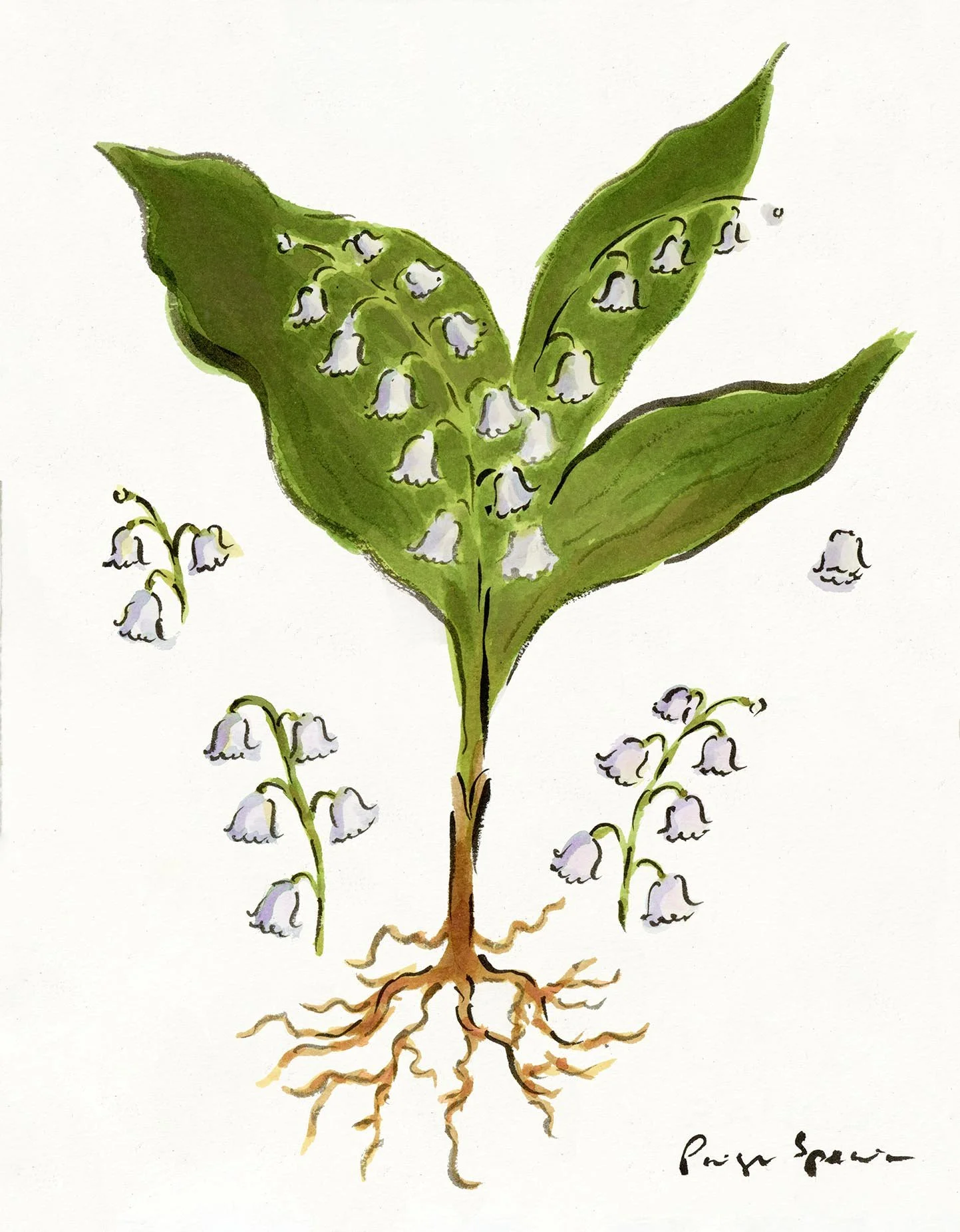 lilyofthevalleywrootscleanweb2.jpg
