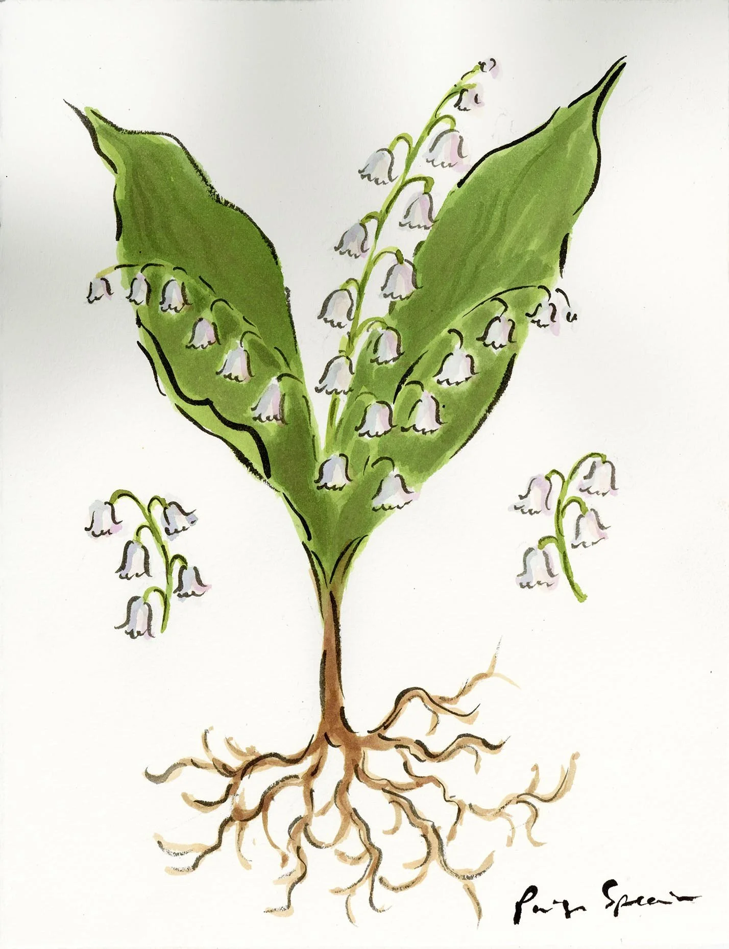lilyofthevalleywrootsweb1.jpg