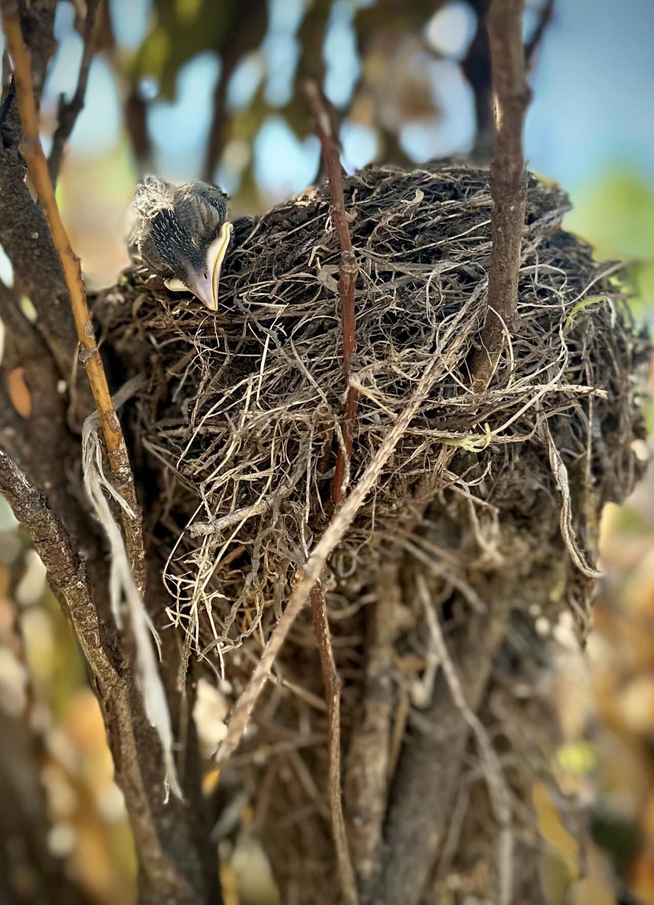 Had to remove this Robin&rsquo;s nest from a tree landscapers were removing.  Zip tied the branch to my deck. 

Nice seeing the eggs hatch and these little guys getting stuffed with food continuously from Mom and Dad.
This one&rsquo;s in a #foodcoma