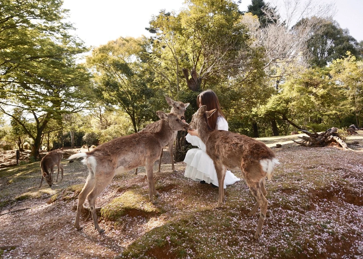 𝓈𝓊𝓃 + 𝒽𝑒𝓇 𝒾𝓃 𝒥𝒶𝓅𝒶𝓃🌸

In Nara, everything feels softer, the light, the steps, the air between moments...

For this shoot, the model wore our Tie Front Linen Blouse, left loose &amp; natural, moving easily with every step along the paths 