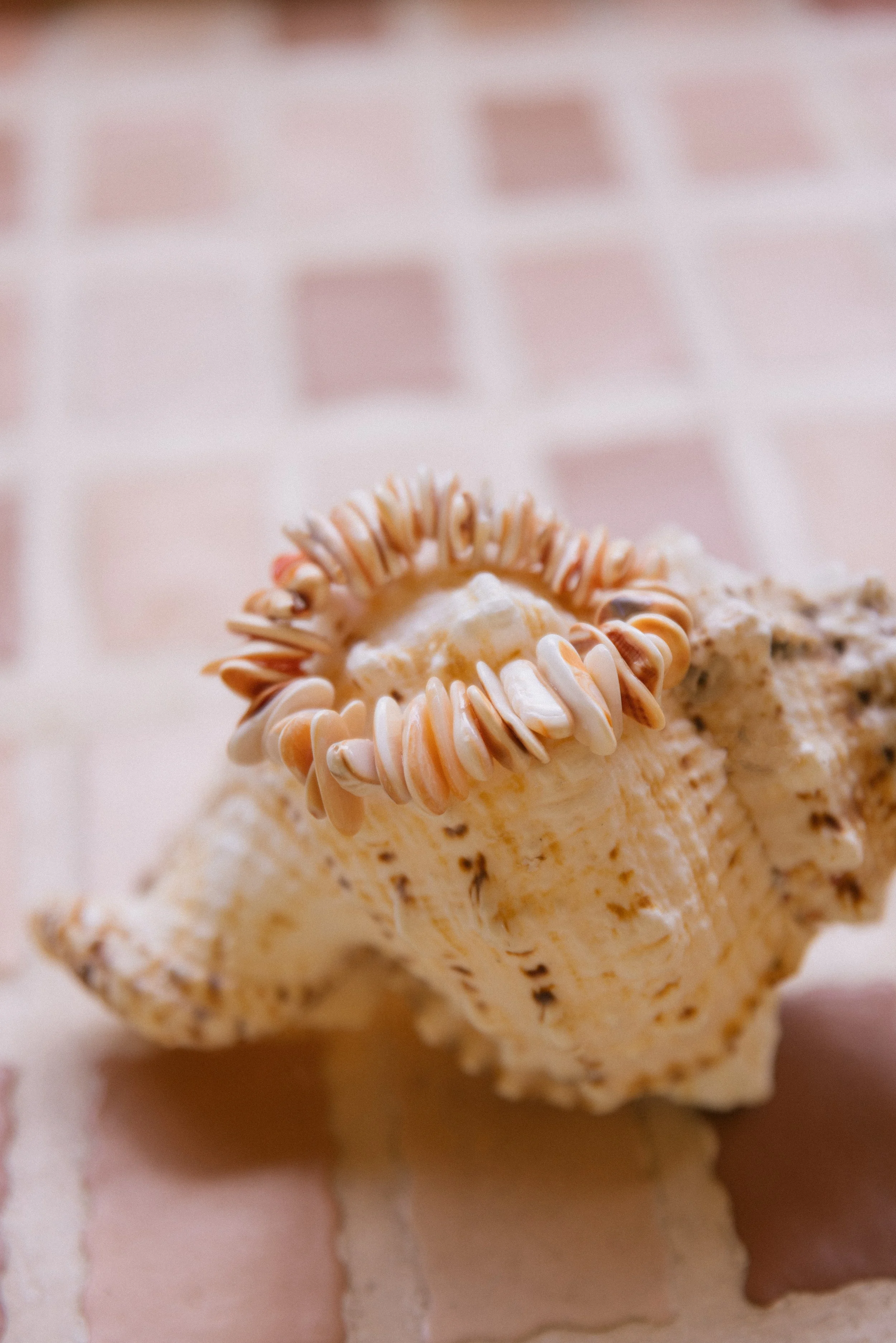 sun-and-her-peach-shell-bracelet-2.jpg