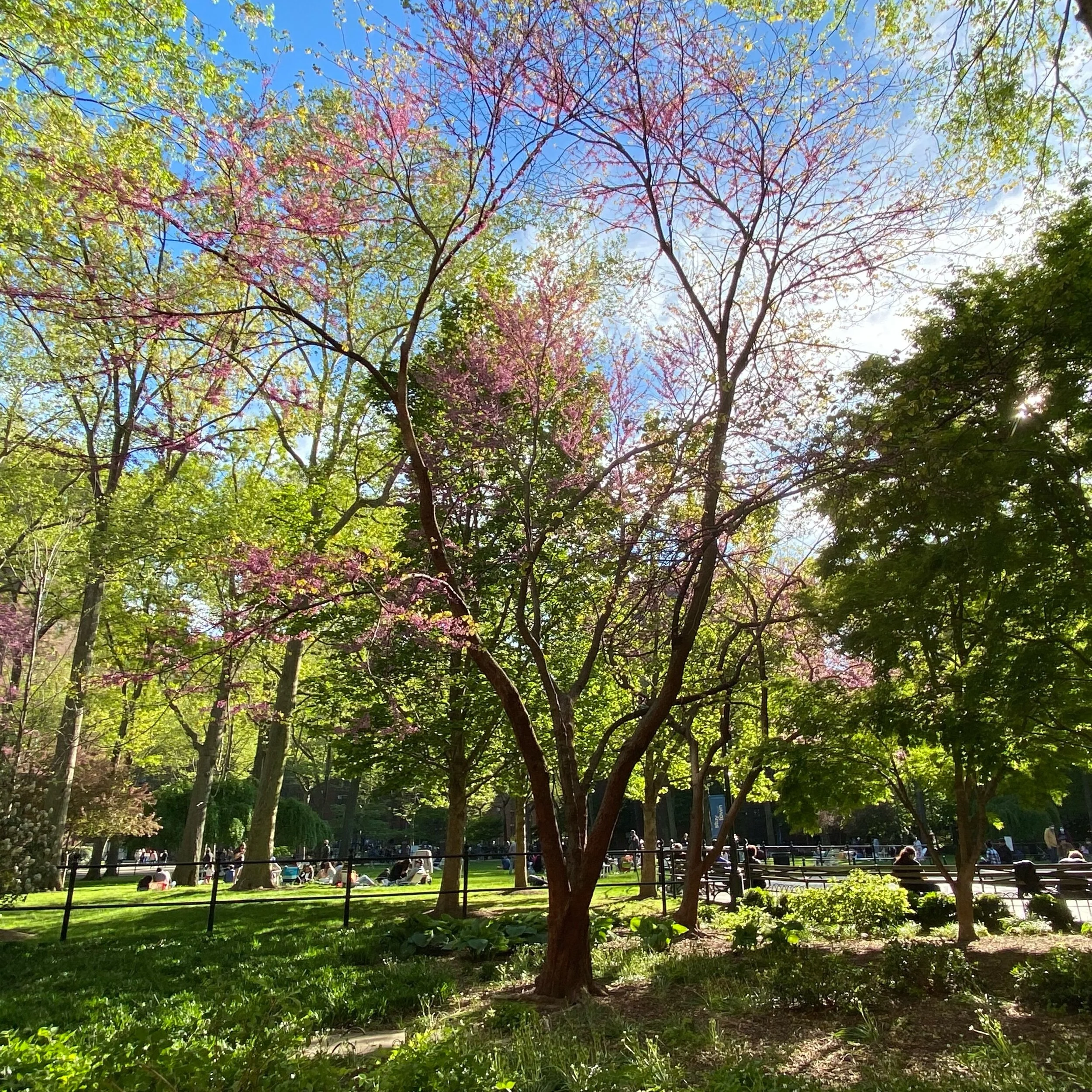 My Morning Oasis