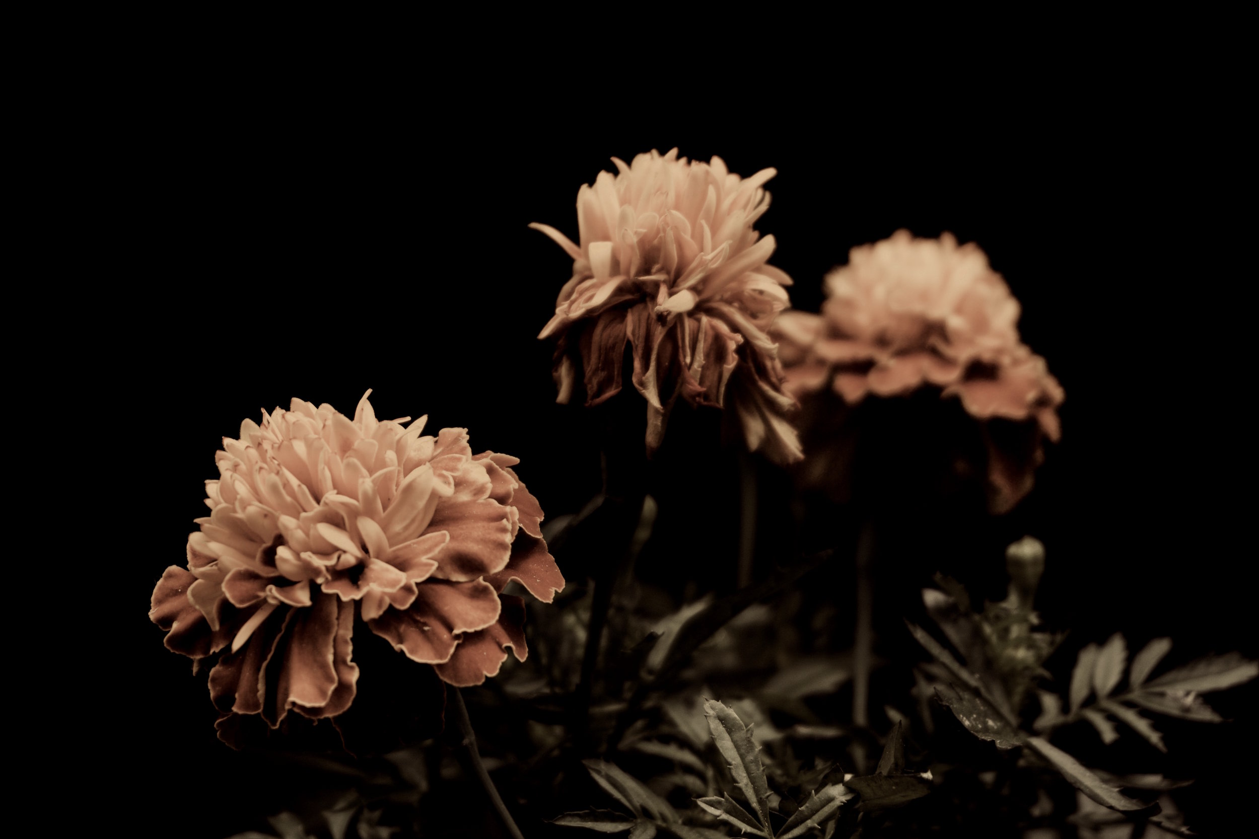 christian-allard-1249868-unsplash (1).jpg