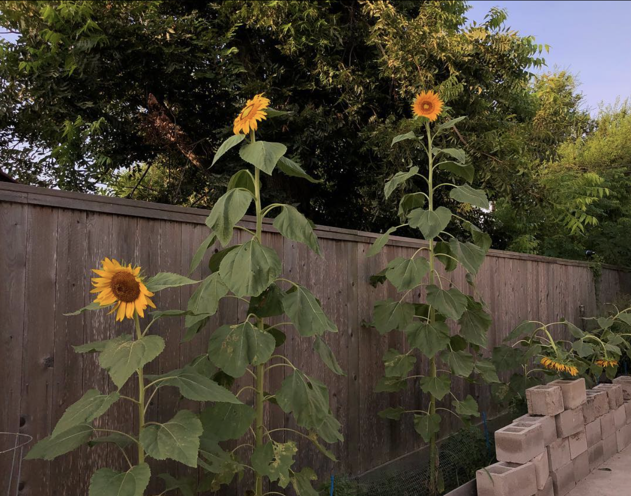 sunflower1.png