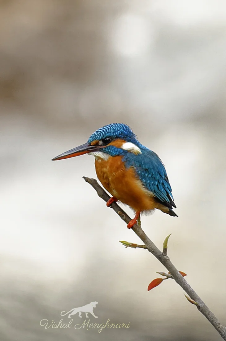 _DSC7187_DxO2-1 wlogo.jpg