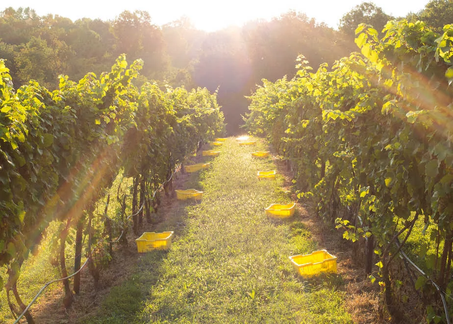 Naked Mountain Winery & Vineyards
