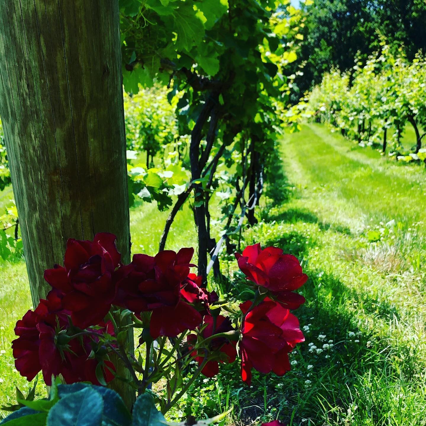 Roses are planted at the end of rows to provide early warning to the winemaker that there may be disease in the vineyard!  These look beautiful and so does our Riesling! #drinknaked #nakedmtnwinery #vawine #vineyard #Riesling #roses #nowyouknow