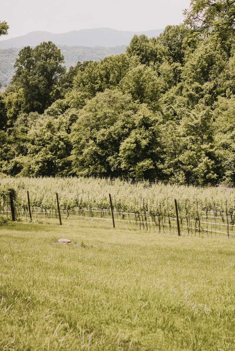 pretty vines.jpg