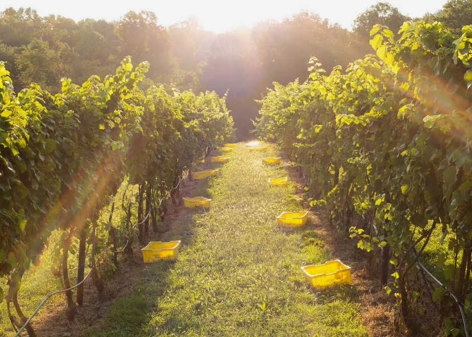 Vines and Lugs.jpg