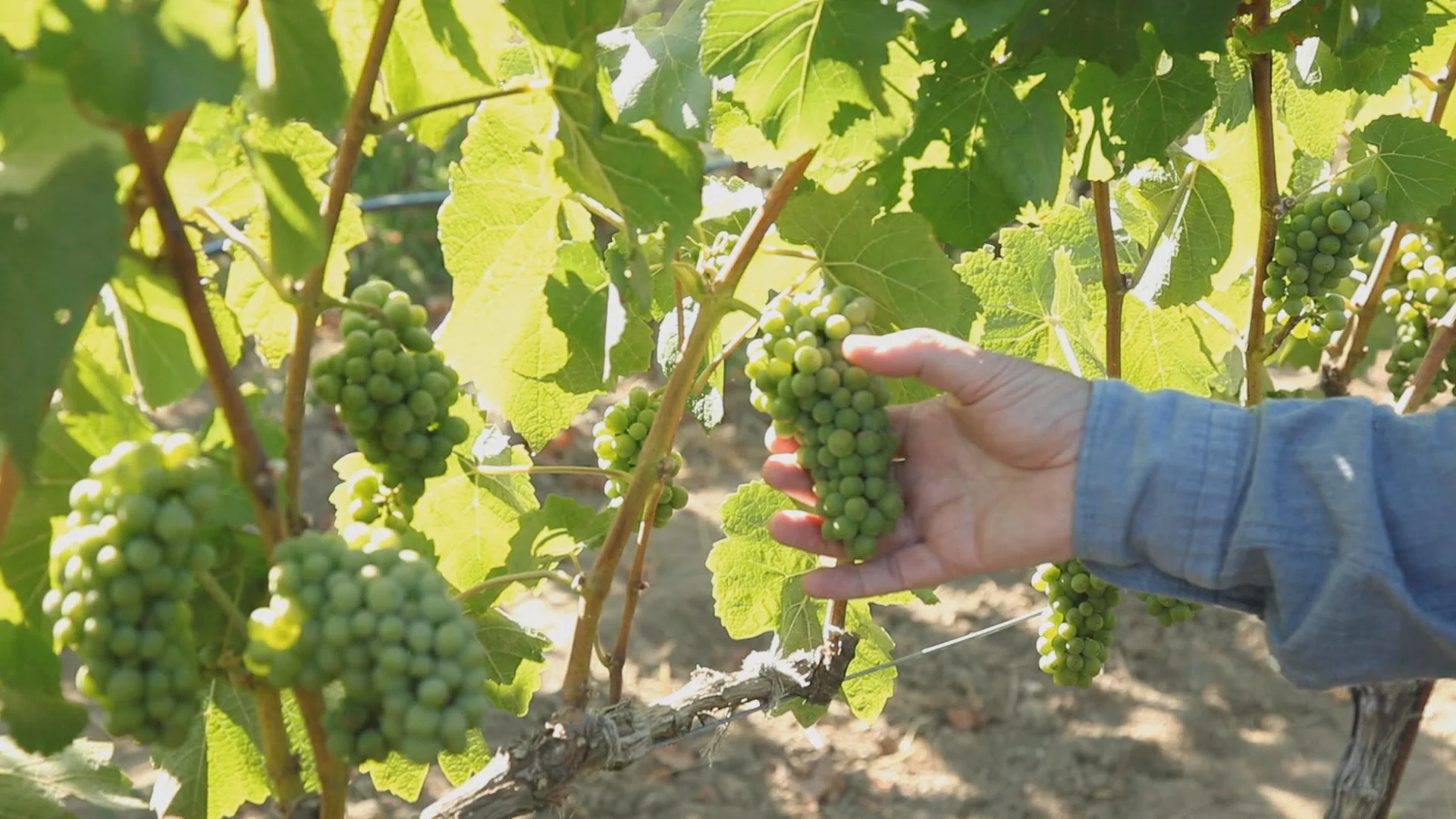 Food Forecast: Napa Wine - Part II