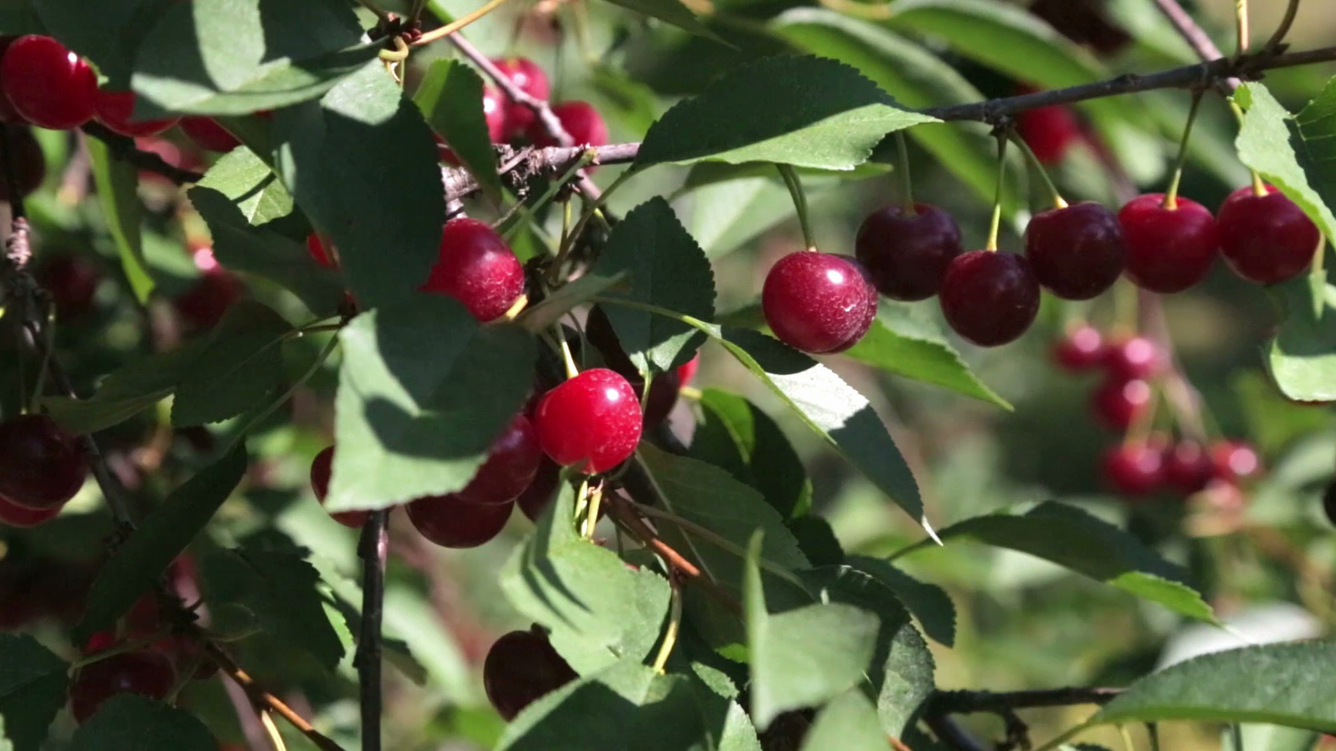 Food Forecast: Michigan Cherries