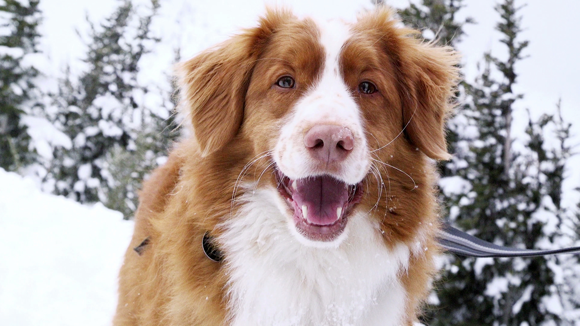 Career Canines: Avalanche Rescue