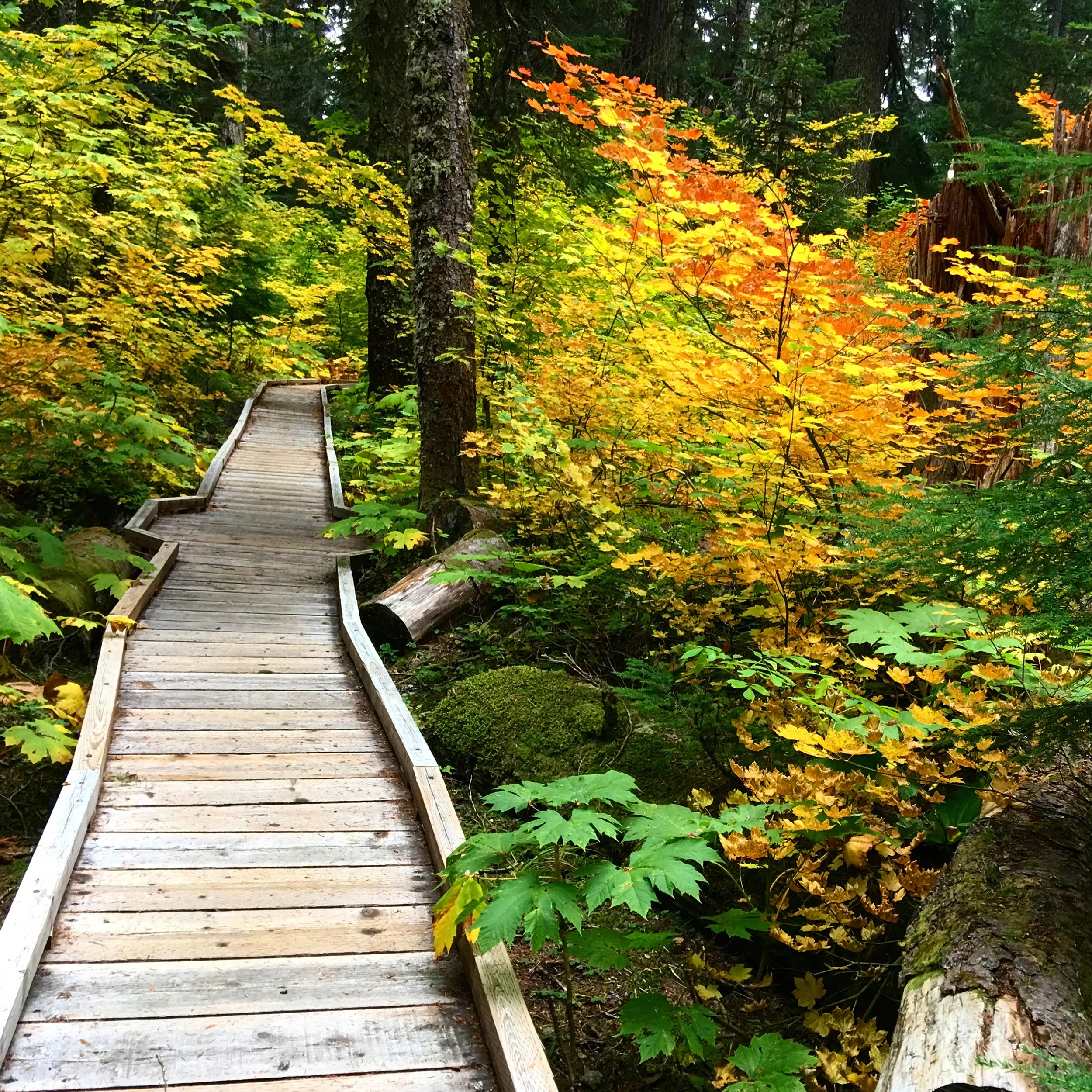 Wooden hiking path with fall colors.