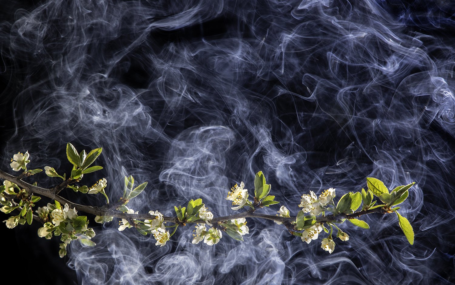 In studio photo of Cherry Blossoms with smoke on a black background.