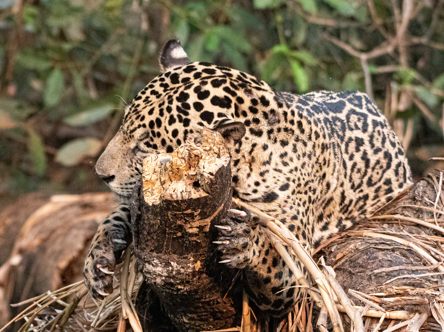 Ãgue sharpening her claws