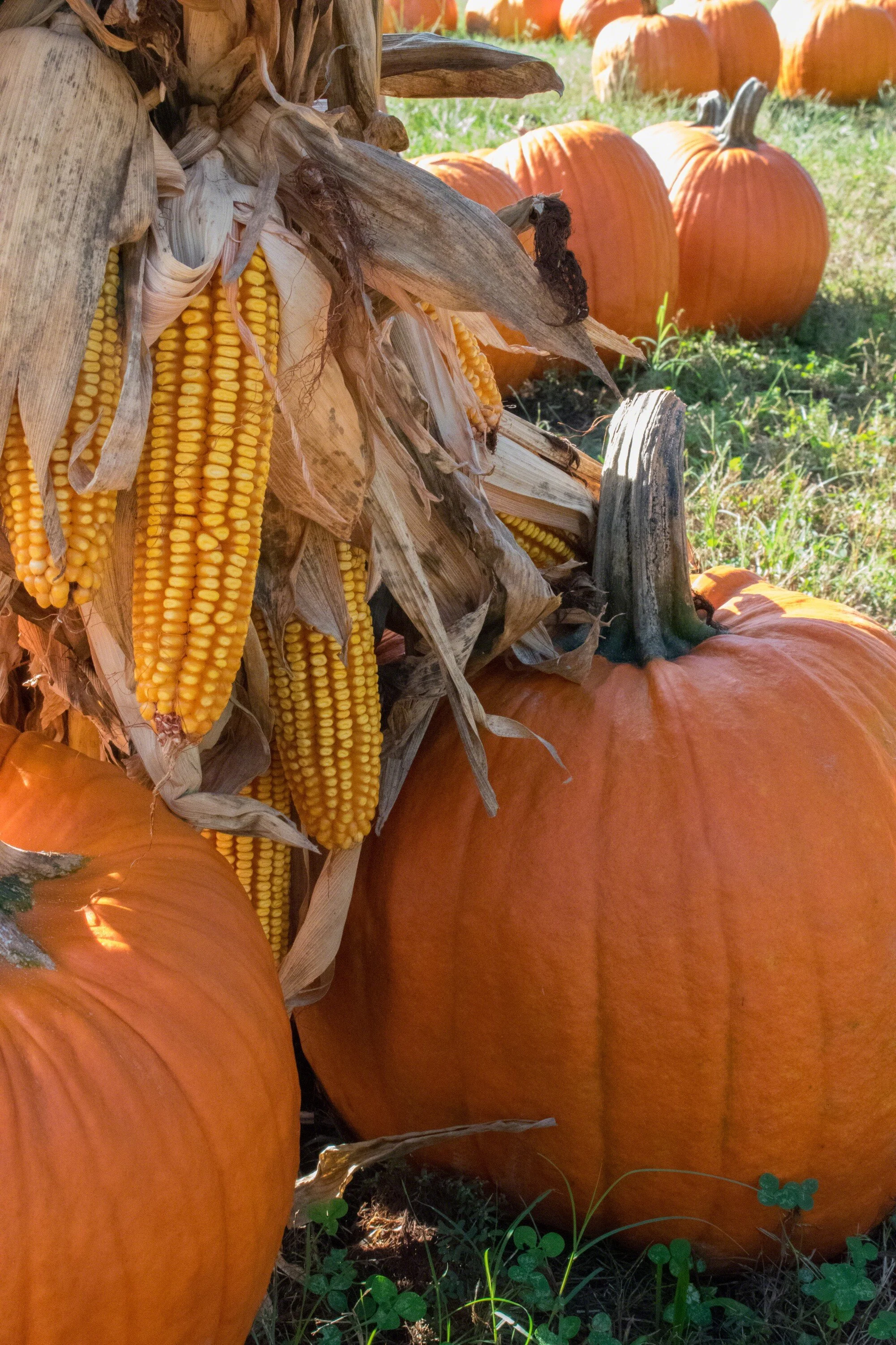 2018rs--US_NC_Raleigh_Pumpkins_and_Corn_WM.jpg