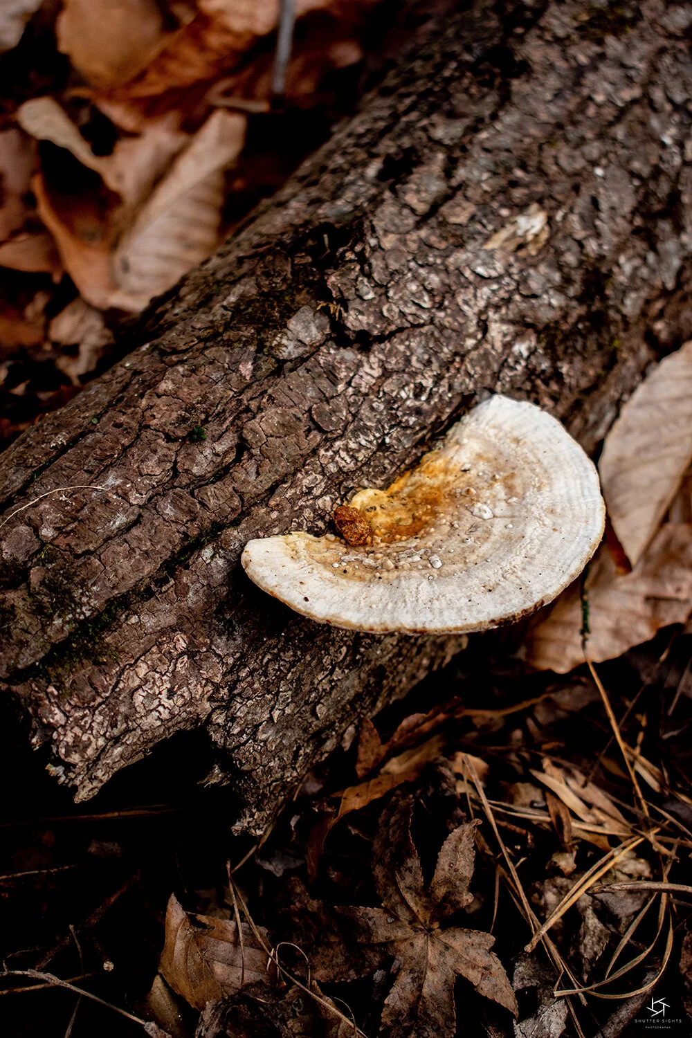 2019-01-01--US_NC_Raleigh--Lake_Lynn_Fungus_WM_rs.jpg