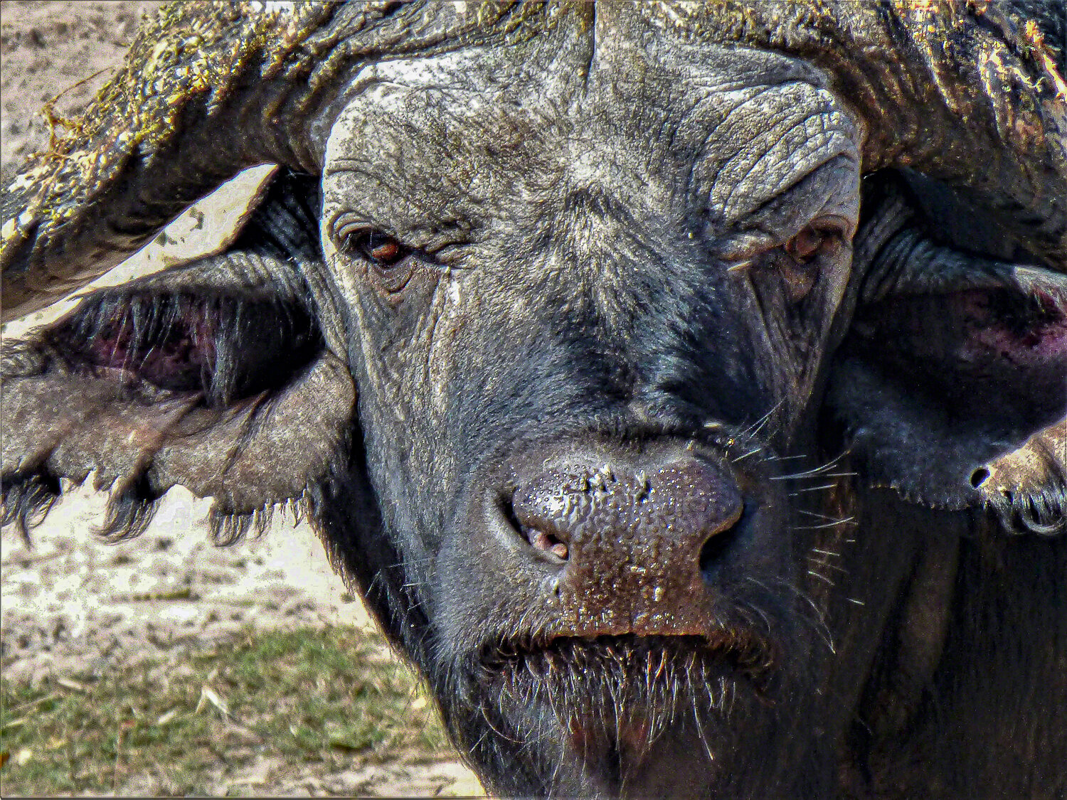 Cape Water Buffalo, Chobe National Park, Botswana, ©A Paige, Baker, 2016