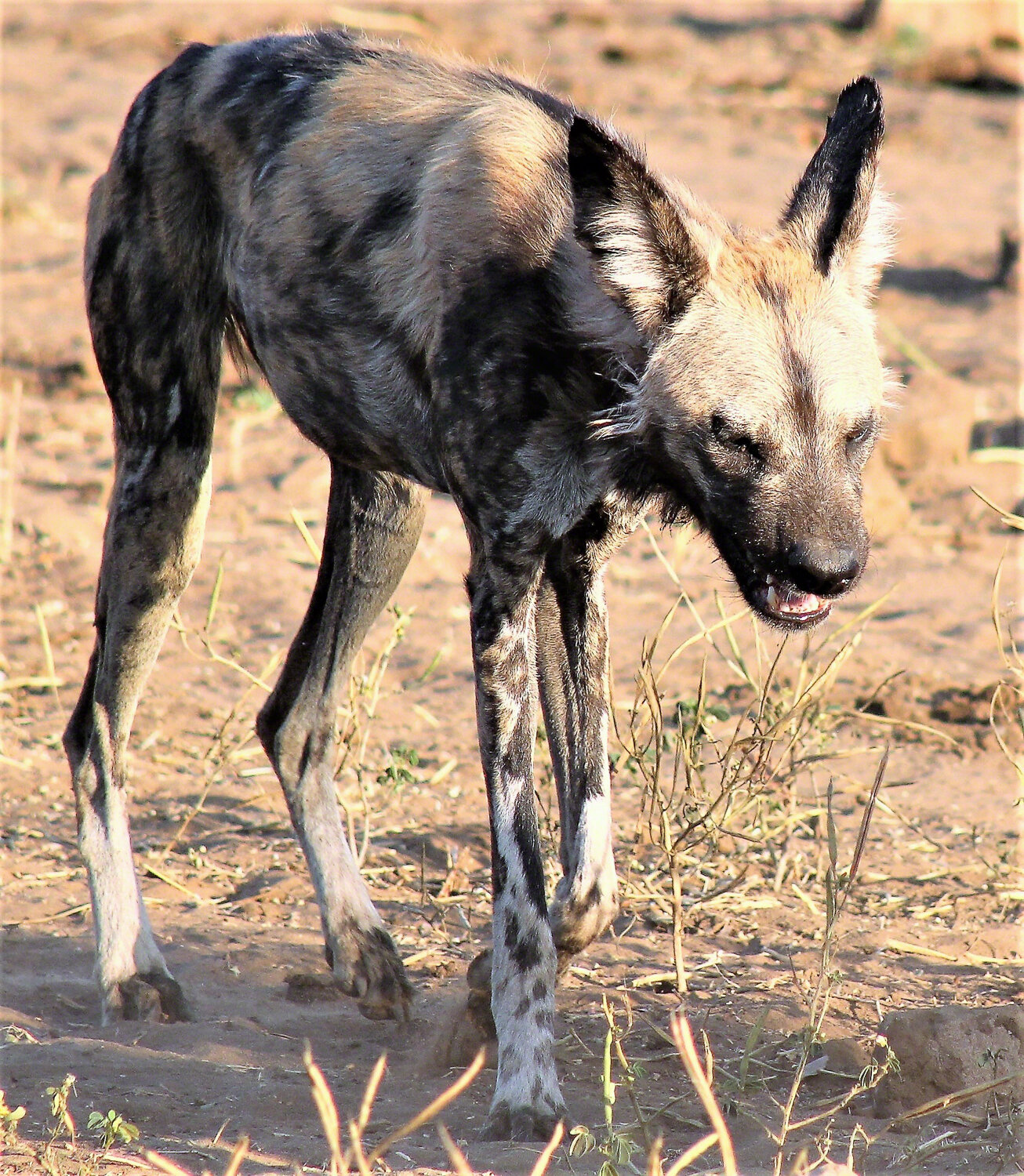 Wild Dog, Chobe National Park, Botswana, ©A Paige, Baker, 2016
