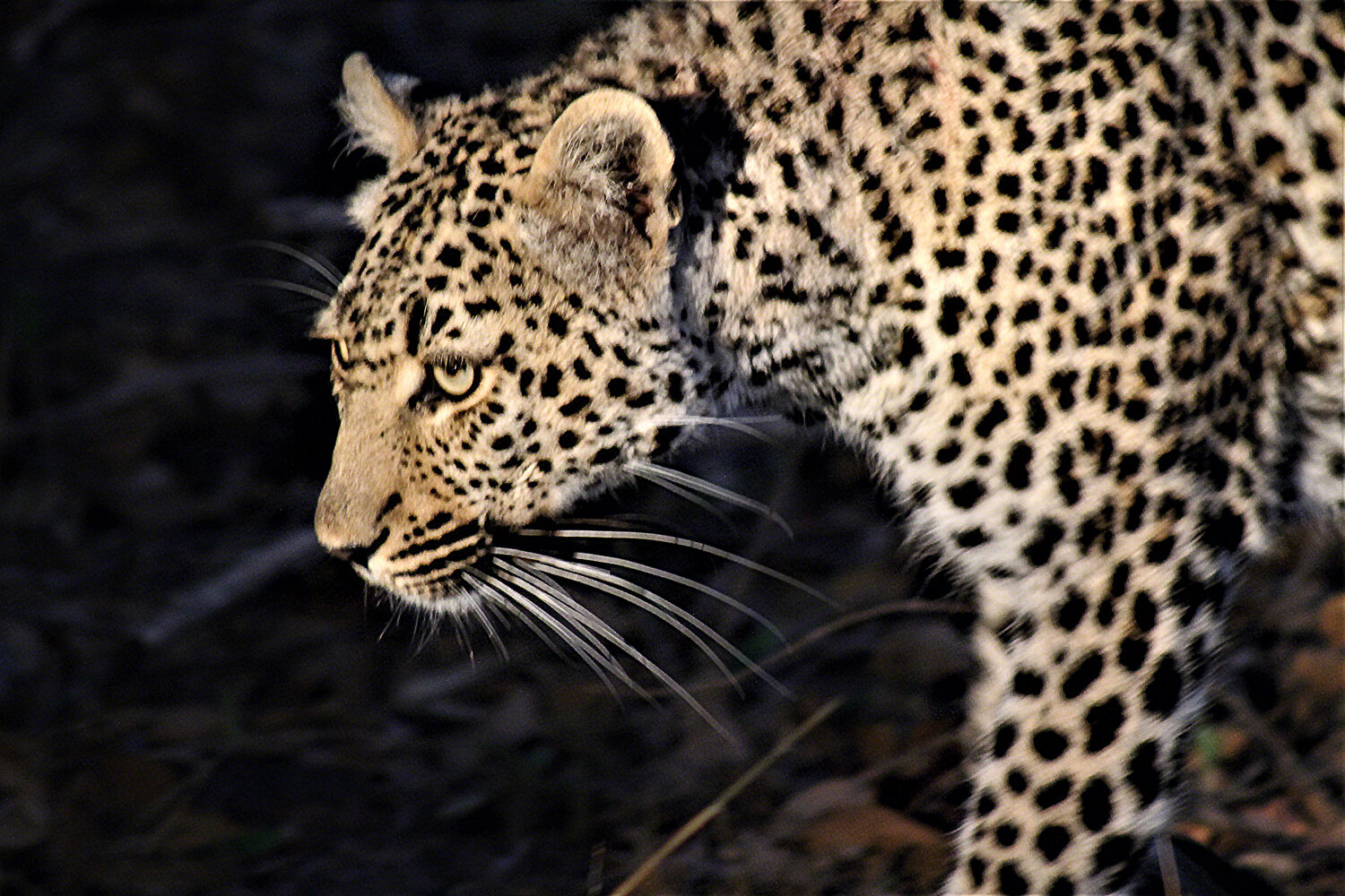 Leopard, Sabi Sands, South Africa, ©A Paige Baker, 2016